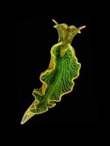 elysia_chlorotica