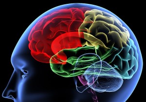 cerebro-brain